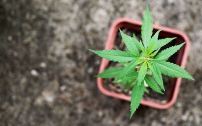 Cómo mantener una planta de marihuana en casa